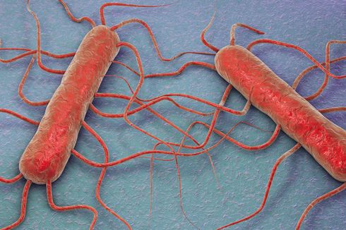7 Bakteri pada Makanan yang Paling Banyak Sebabkan Penyakit