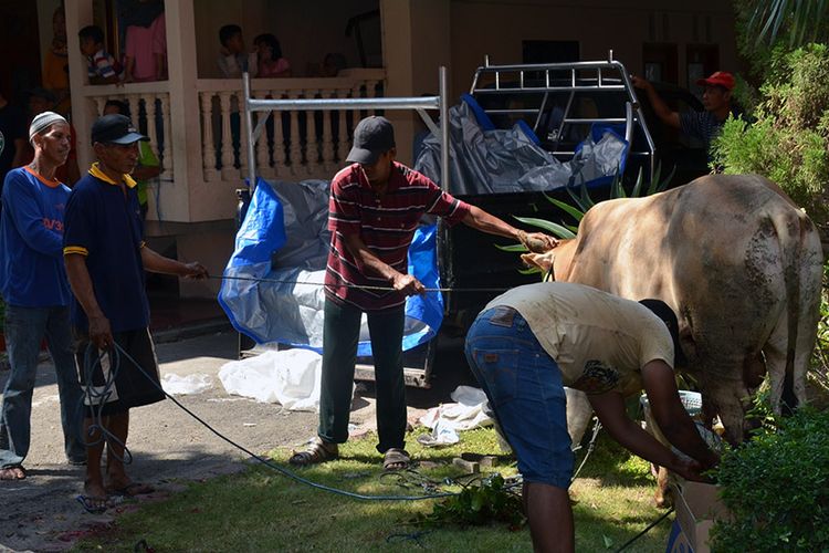 Salah satu hewan kurban yang bakal disembelih pada Idul Adha 1438 hijriah di Lamongan.