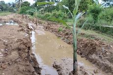 Warga Manggarai NTT Tanam Pohon Pisang di Jalan Rusak karena Kecewa pada Pemerintah