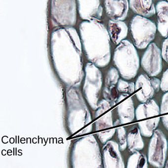 Sel kolenkim dengan penebalan dinding sel yang tidak merata