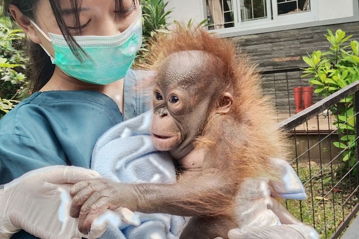 Seekor bayi orangutan Kalimantan kembali lahir di Bandung Zoo atau Kebun Binatang Bandung.