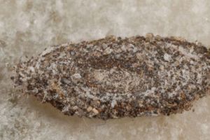 Sering Muncul di Dinding Rumah, Apa Itu Kamitetep?