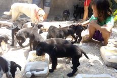 Cerita Ocha yang Selamatkan Anjing-anjing Telantar...  