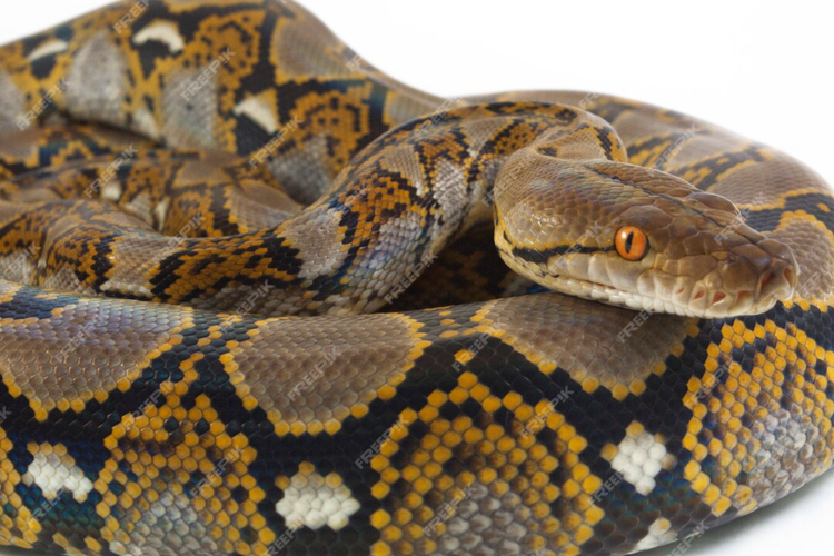 Ilustrasi ular piton.