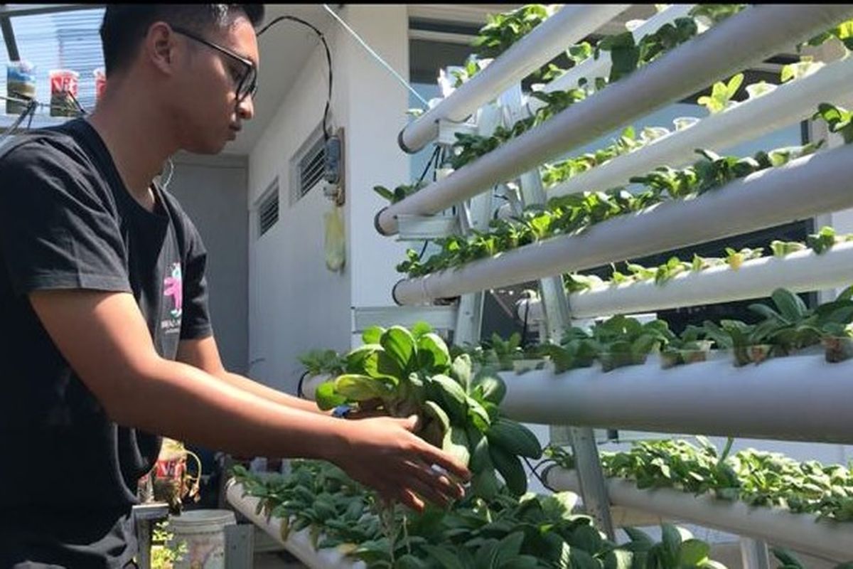 Pemilik jus pakcoy sehat tengah memetik daun pakcoy. Usaha ini dijalankan Jodi bersama ayahnya yang usahanya sempat terpuruk karena pandemi Covid-19. 