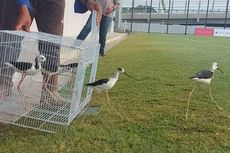 Seperti Ini Cara Petugas Rawat Burung Kaki Bayam, Predator di Lapangan JIS
