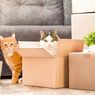 Studi: Kucing Tidak Berkeliaran Jauh dari Rumah saat Bermain