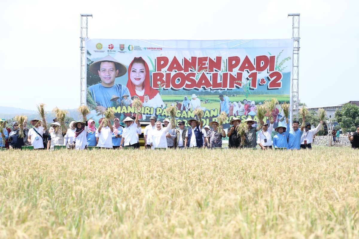 Dengan kerja sama antara Pemkot Semarang dan BRIN, Wali Kota Hevearita Gunaryanti Rahayu dan Wakil Kepala BRIN Amarullah Octavian memimpin panen perdana varietas padi tahan salinitas di lahan Mangunharjo, Tugu.