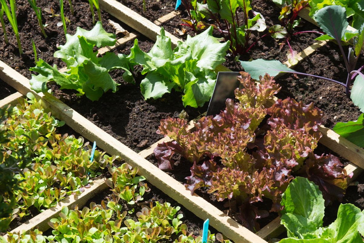 Ilustrasi menanam sayuran di kebun kecil rumah.