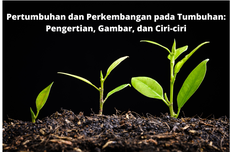 Pertumbuhan dan Perkembangan pada Tumbuhan: Pengertian, Gambar, serta Ciri-ciri