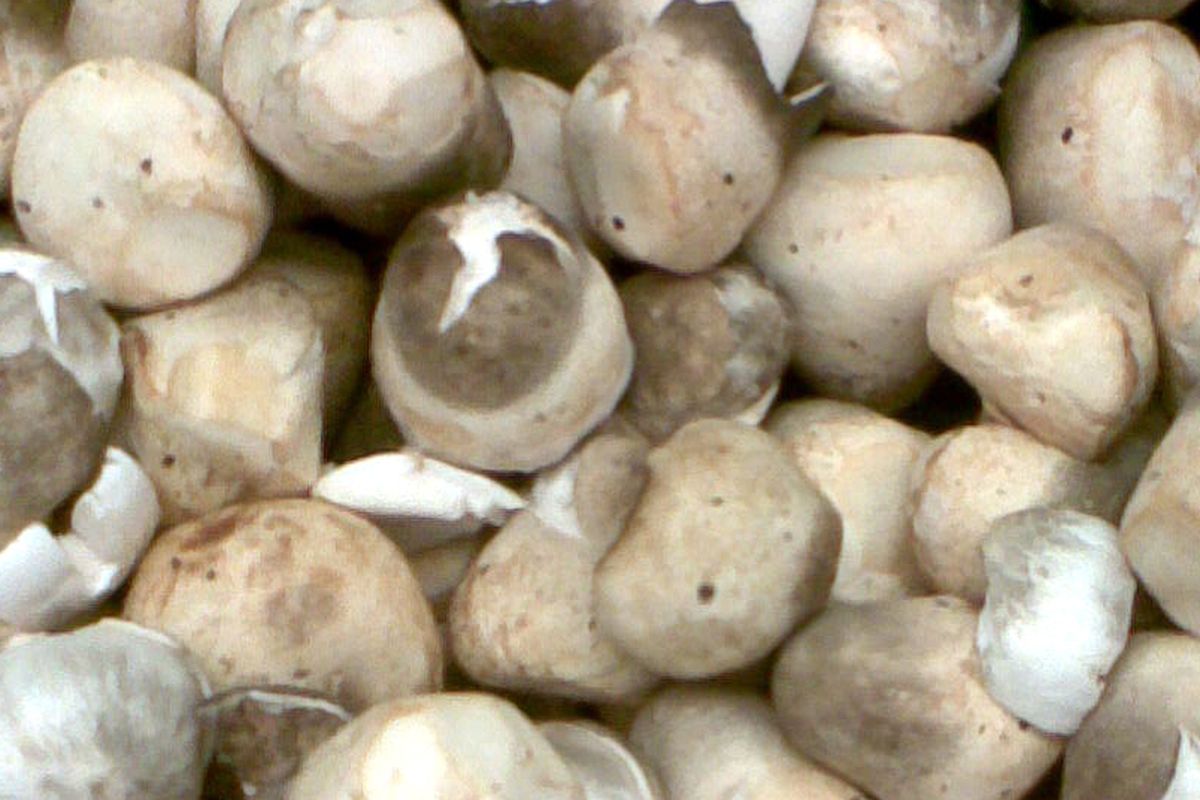 Ilustrasi jamur merang. 