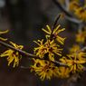 Ini Alasan Witch Hazel Banyak Dijadikan Bahan Produk untuk Jerawat