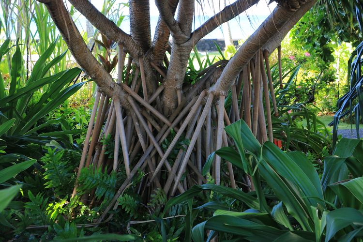 Misteri Pohon Berjalan Socratea exorrhiza: Benarkah Bisa Berpindah 20 Meter Per Tahun?