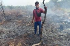 Kebakaran Lahan di Siak, Ular Piton 3 Meter Mati Terpanggang