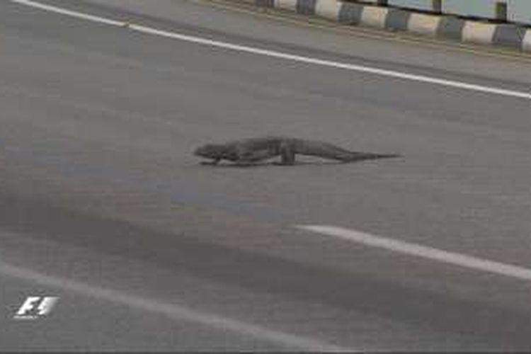 Seekor biawak terlihat melintas di trek pada sesi latihan ketiga GP Singapura, Sabtu (17/9/2016). 