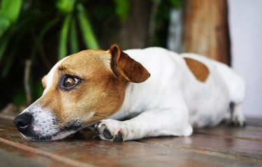 Mengenal Brucella Canis, Bakteri Langka yang Menginfeksi Anjing ...