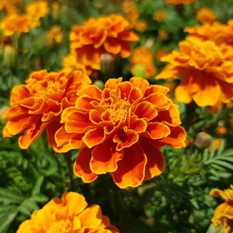 Ilustrasi tanaman marigold.
