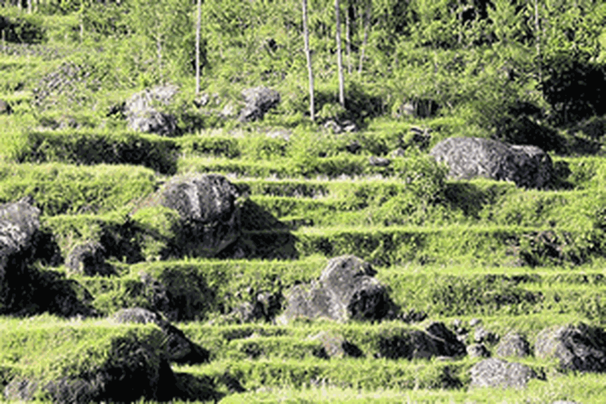 Berada di Batutumongga, Anda dapat menghirup segarnya udara pegunungan sambil menikmati panorama alam yang membentang di bawahnya.