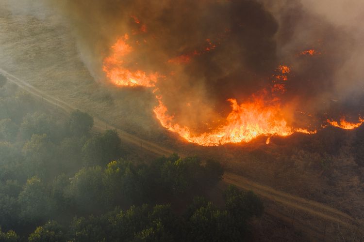 Kebakaran Hutan Terbesar di Dunia&nbsp;