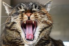 Berapa Banyak Gigi Kucing? Simak Jumlah dan Fakta Uniknya!