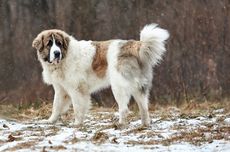 Studi Baru Ungkap Mengapa Anjing Mengibaskan Ekornya