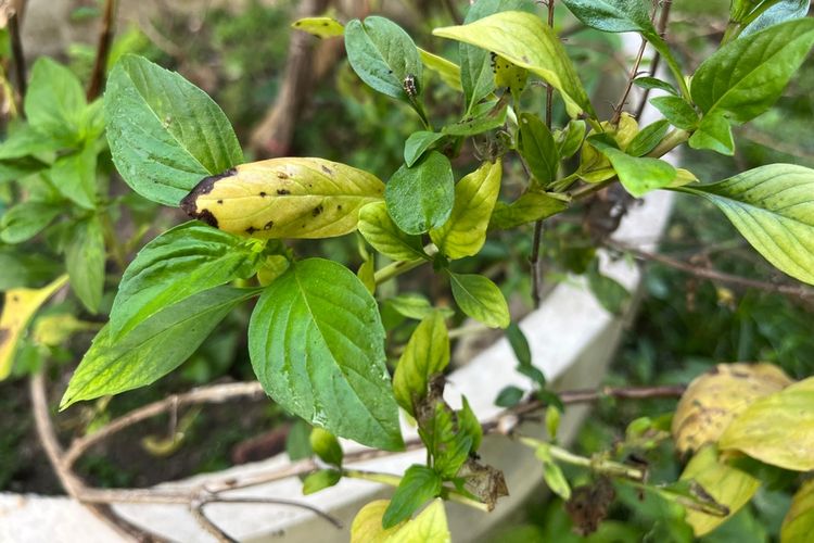 7 Penyebab Daun Tanaman Dalam Ruangan Menguning