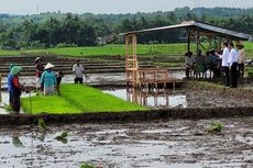 Ngobrol dengan Jokowi, Petani di Banyumas Mengeluh soal Pupuk hingga Irigasi