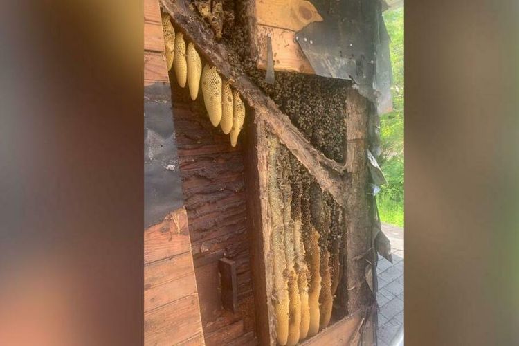 Sepasang suami istri dibuat terkejut dengan temuan 450.000 lebah hidup selama hampir 35 tahun di dalam dinding rumah yang baru dibelinya. 
