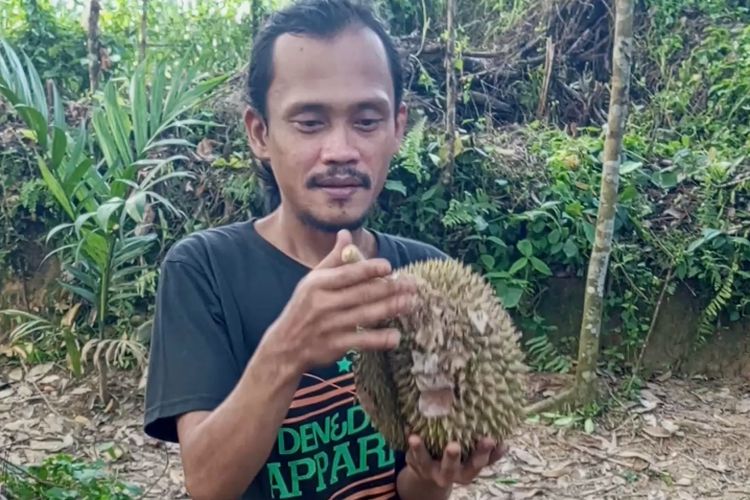 Robi Ali mengutip buah durian yang baru jatuh di kebunnya, di Desa Pulau Birandang, Kecamatan Kampa, Kabupaten Kampar, Riau, Rabu (15/11/2023).