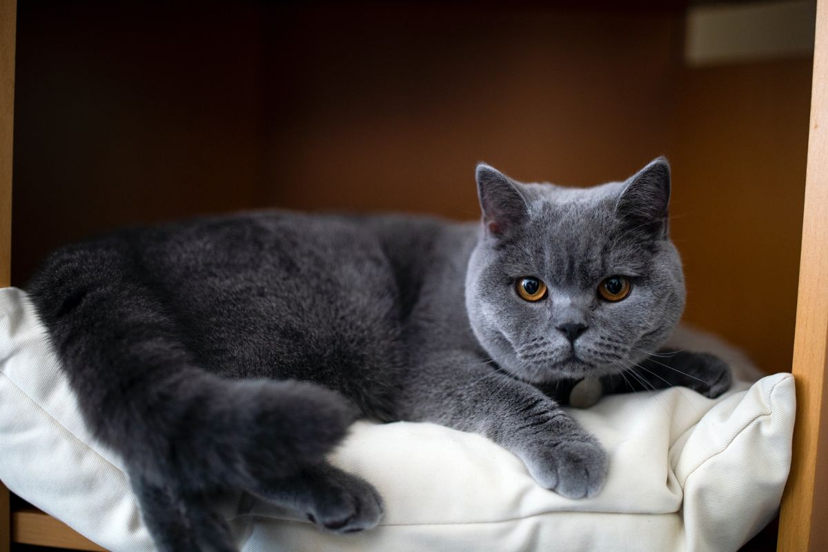 Ilustrasi ras kucing British Shorthair.