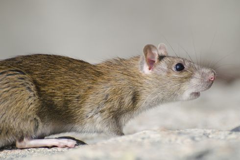 4 Aktivitas Tikus yang Menciptakan Kerusakan di Rumah