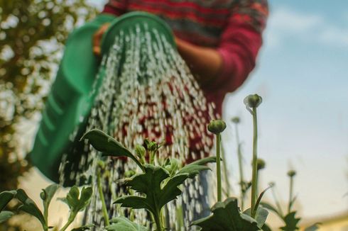 Tips Menyuburkan Tanaman: Siram dengan Air Rebusan Pasta atau Sayuran