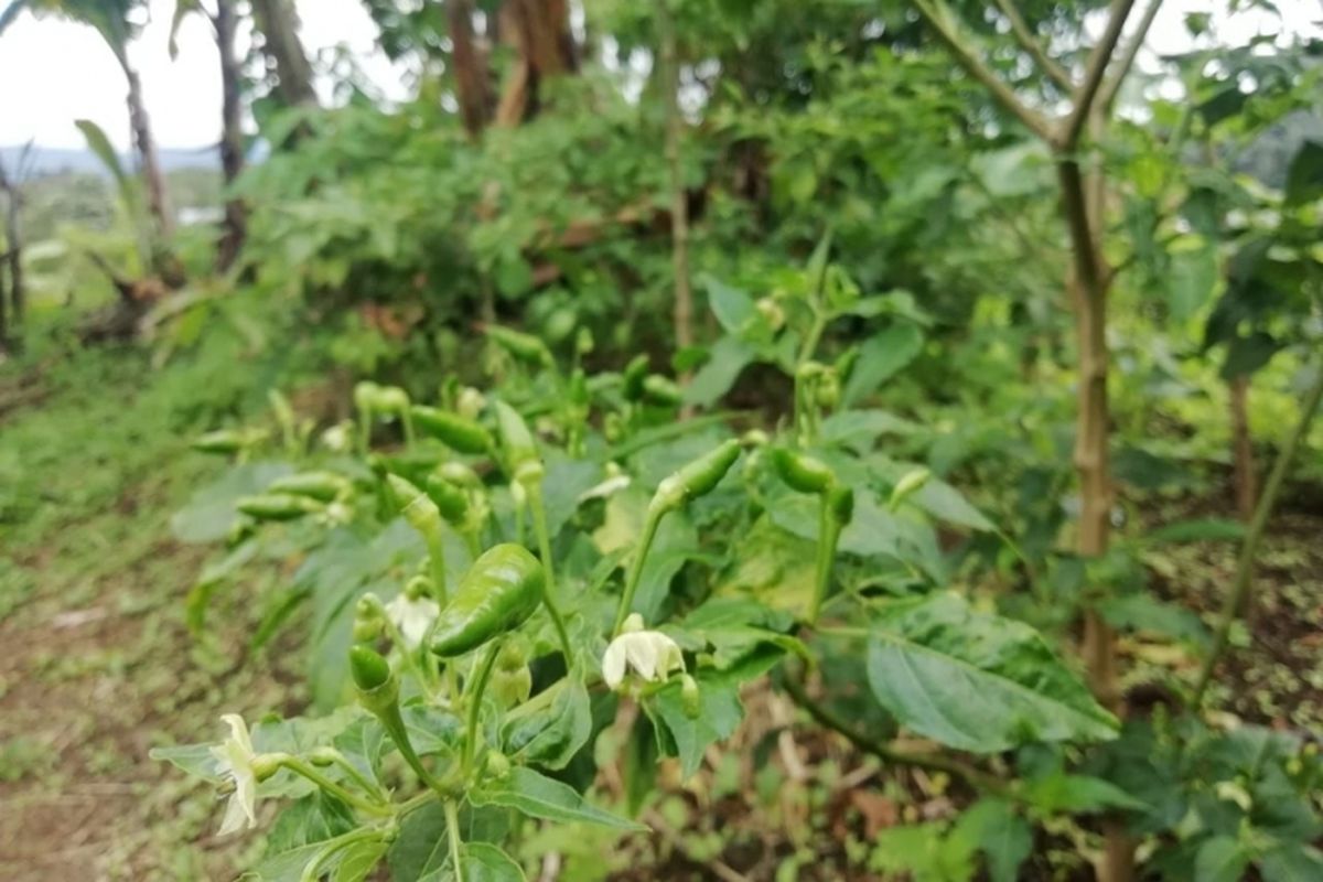 Cabai rawit boleh dipanen walau buahnya masih hijau  