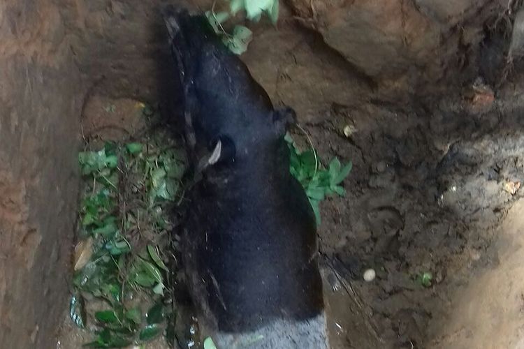 Seekor Tapir yang terjebak ke dalam lobang galian WC di Desa Cipang Kanan, Rokan IV Koto, Rohul, Riau. Dok BBKSDA Riau