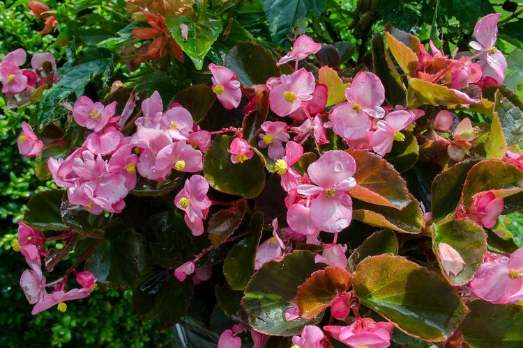 Bosan dengan Hijau? Coba 5 Tanaman Warna-warni Ini