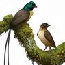 Kenalkan Plumadraco, Burung Purba Centil yang Punya Ekor Mirip Naga