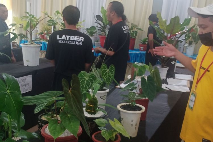 Beberapa tanaman hias dari peserta kontes Latber (Latihan Bersama) Sintestha (Silaturahmi Kontes Tanaman Hias) 2022 pada Minggu (30/1/2022) di Desa Sidomulyo, Kota Batu, Jawa Timur.