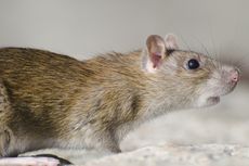 Hindari 6 Hal Ini untuk Mencegah Tikus Bersarang di Garasi