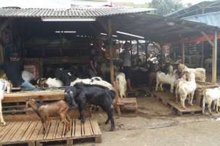 Penjualan hewan kurban di Jalan Sabeni, Tanah Abang, Jakarta Pusat, masih sepi, Senin (29/8/2016). Para pedagang memperkirakan keramaian akan terjadi dua hingga tiga hari jelang Hari Raya Idul Adha