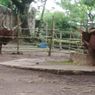 Cegah Corona, Kebun Binatang Surabaya Ditutup hingga 29 Maret