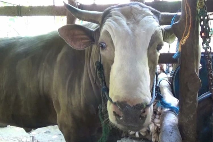 Sapi milik Rahman Takka yang dibeli Presiden Jokowi, saat ditemui di kandang sapi Rahman di Rea Barat, Desa Patampanua, Kecamatan Matakali, Polewali Mandar, Sulawesi Barat, Minggu (19/7/2020). Sapi berbobot 1,2 ton itu dipilih Jokowi sebagai sapi kurban untuk dipersembahkan kepada warga Sulawesi Barat pada hari raya Idul Adha mendatang.