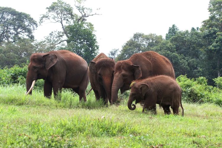 Ilustrasi gajah yang ada di Taman Wisata Lembah Hijau, Bandar Lampung.