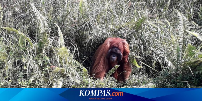 Berdamai Dalam Konflik Orangutan Halaman All Kompas Com