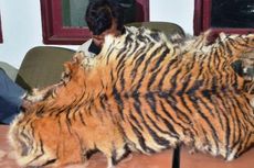Jual Kulit Harimau Rp 30 Juta, Empat Pemburu Terancam Lima Tahun Bui