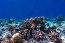 BERITA FOTO: Pesona Gili Trawangan, Keindahan Sunset hingga Dunia Bawah Air