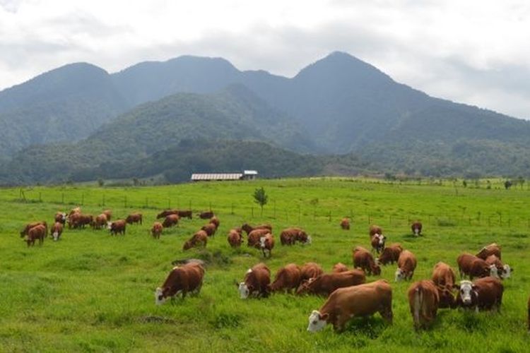 Padang Mangateh di Sumatera Barat