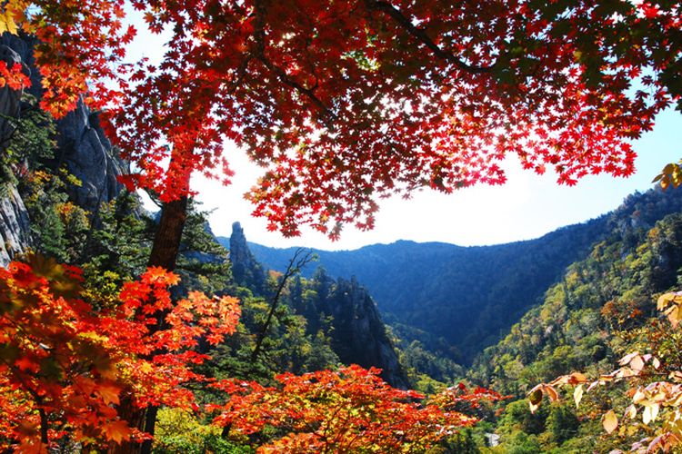 Taman Nasional Seoraksan merupakan salah satu destinasi wisata yang cocok dikunjungi saat musim gugur di Korea Selatan.