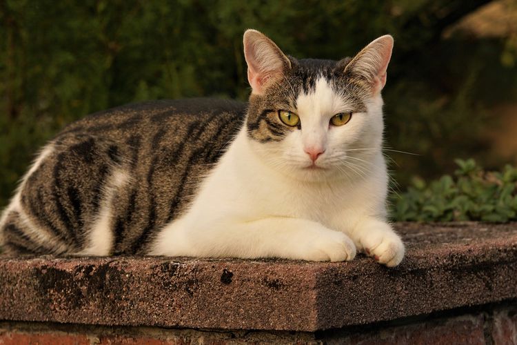 Kucing berantem pertanda apa menurut islam