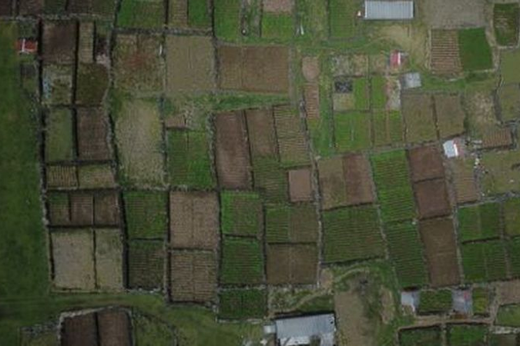 Dinding batu tua menahan angin di sawah di Pulau Tristan dan Cunha.