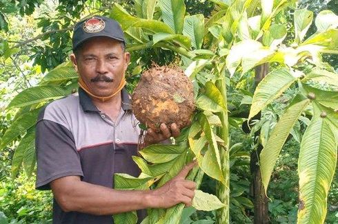 Tanaman Porang, Perawatannya Mudah, Untungnya hingga Ratusan Juta Rupiah